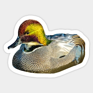 Iridescent Falcated Teal Sticker